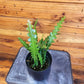 Epiphyllum Anguliger Ric Rac Cactus, 4" Plant