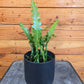 Epiphyllum Anguliger Ric Rac Cactus, 4" Plant