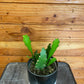 Epiphyllum Golden Orchid Cactus, 4" Plant