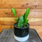Epiphyllum Golden Orchid Cactus, 4" Plant