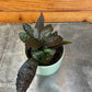 Hemigraphis alternata Purple Waffle, 2" Plant