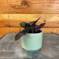 Hemigraphis alternata Purple Waffle, 2" Plant