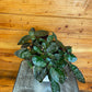 Hemigraphis alternata Purple Waffle, 6" Plant