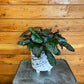 Hemigraphis alternata Purple Waffle, 6" Plant