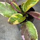 Hemigraphis Variegated Waffle, 2" Plant