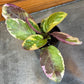 Hemigraphis Variegated Waffle, 2" Plant
