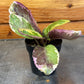 Hemigraphis Variegated Waffle, 2" Plant