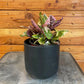 Hemigraphis Variegated Waffle, 4" Plant