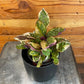 Hemigraphis Variegated Waffle, 4" Plant