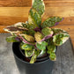 Hemigraphis Variegated Waffle, 4" Plant