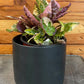 Hemigraphis Variegated Waffle, 4" Plant