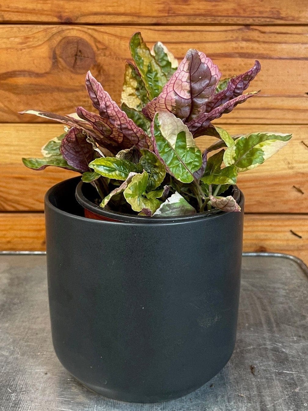 Hemigraphis Variegated Waffle, 4" Plant