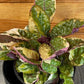 Hemigraphis Variegated Waffle, 4" Plant