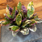 Hemigraphis Variegated Waffle, 6" Plant