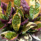 Hemigraphis Variegated Waffle, 6" Plant