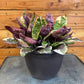 Hemigraphis Variegated Waffle, 6" Plant