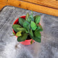 Hoya Bilobata, 2" Plant