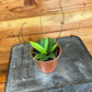 Hoya Crassipetiolata Little Splash, 4" Plant
