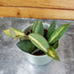 Hoya DS 70 Variegated, 2" Plant
