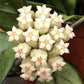 Hoya Hainanensis, 4" Plant