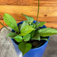 Hoya Hainanensis, 4" Plant