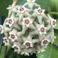 Hoya Limoniaca, 2" Plant