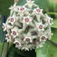 Hoya Limoniaca, 4" Plant