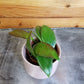 Hoya Minahassae, 2" Plant