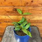 Hoya Minahassae, 4" Plant