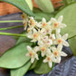 Hoya Minahassae, 4" Plant