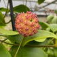 Hoya Mindorensis Pink, 4" Plant
