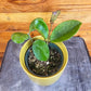 Hoya Obovata, 4" Plant