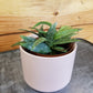Hoya Parviflora Splash, 2" Plant