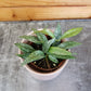 Hoya Parviflora Splash, 2" Plant