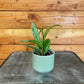 Hoya Pubicalyx Splash, 2" Plant