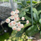 Hoya Rotundiflora, 2" Plant