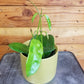 Hoya Treubiana, 4" Plant