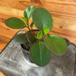 Peperomia Obtusifolia Red Margins, 4" Plant
