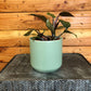 Philodendron White Knight, 4" Plant