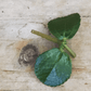 Pilea Espresso, Cutting x5