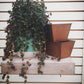 Pilea Espresso, Cutting x5