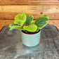 Plectranthus Guacamole, 2" Plant