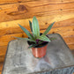 Rhoeo Spathacea Tricolor, 4" Plant