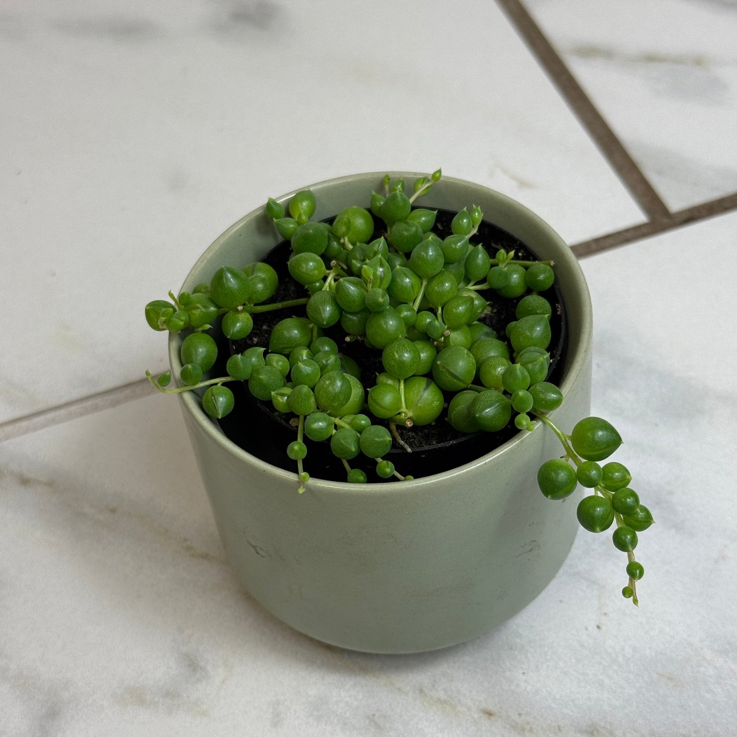 Rowleyanus String of Pearls, 2" Plant