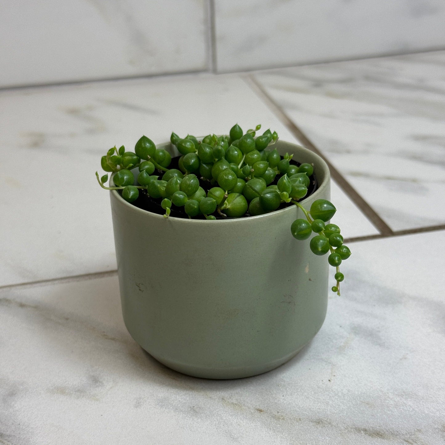 Rowleyanus String of Pearls, 2" Plant