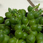 Rowleyanus String of Pearls, 2" Plant