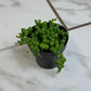 Rowleyanus String of Pearls, 2" Plant