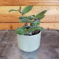 Tradescantia Baby Bunny Bellies 2" Plant