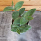 Tradescantia Baby Bunny Bellies 2" Plant