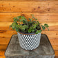 Tradescantia Baby Bunny Bellies 6" Plant